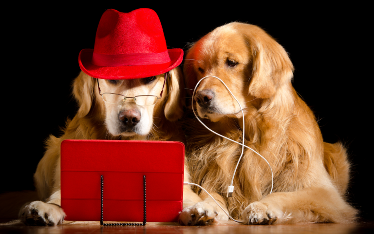 2 dogs with computer and hat